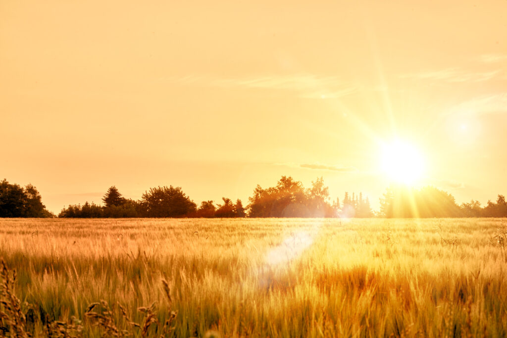 Bright yellow sunrise over a cornfield